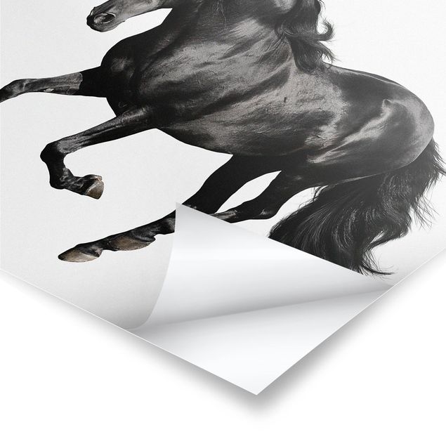 Poster - Stallion arabo - Quadrato 1:1