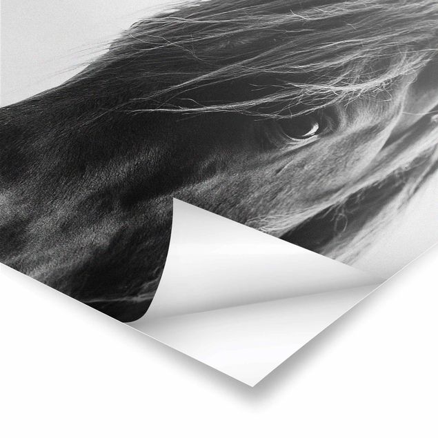 Poster - Cavallo curioso - Verticale 3:2