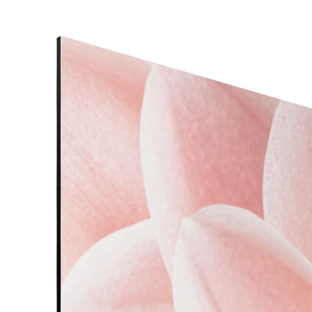 Stampa su alluminio - Dettaglio di dalia con petali rosa