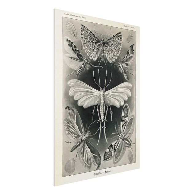 quadri con animali Bacheca Vintage Falene e farfalle