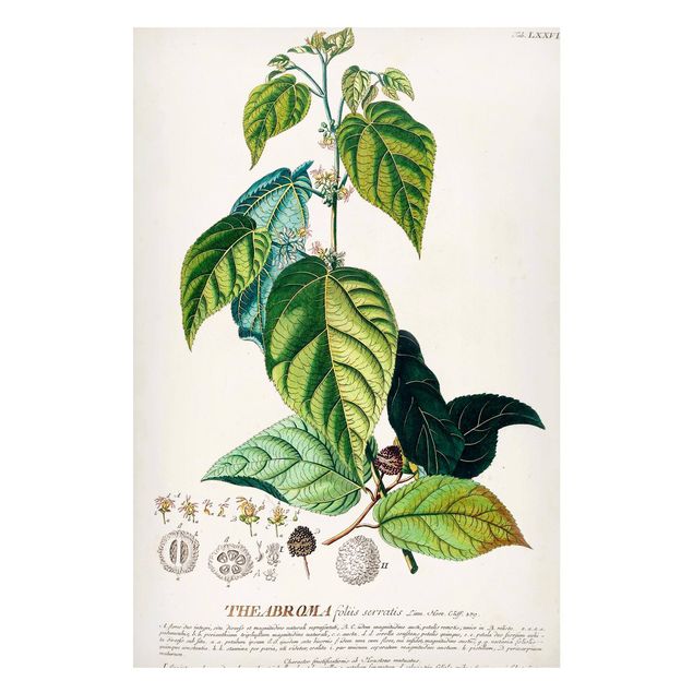 Lavagna magnetica - Vintage botanica cacao - Formato verticale 2:3