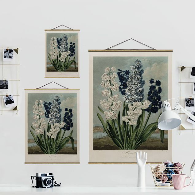 Foto su tessuto da parete con bastone - illustrazione d'epoca Botanica blu e bianco Giacinti - Verticale 4:3