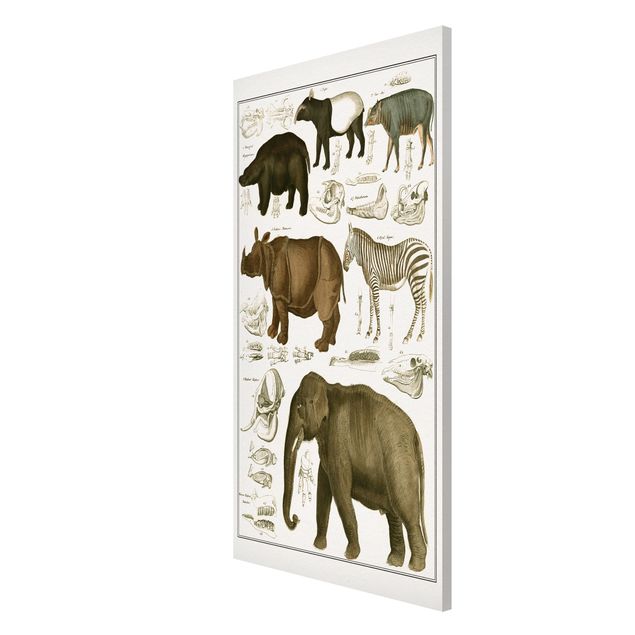 Lavagna magnetica - Vintage Consiglio elefanti, zebre e Rhino - Formato verticale 4:3
