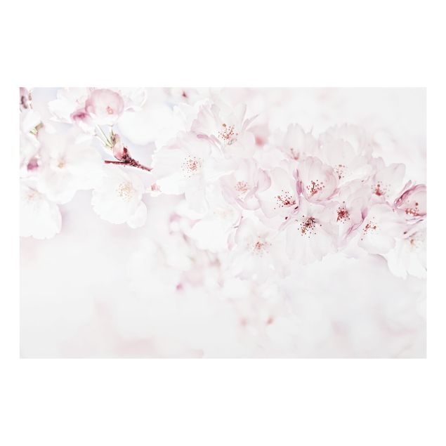 Paraschizzi in vetro - Tocco di fiori di ciliegio - Formato orizzontale 3:2