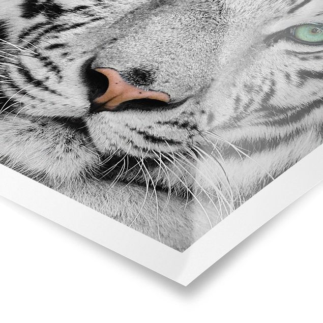 Poster - white Tiger - Quadrato 1:1