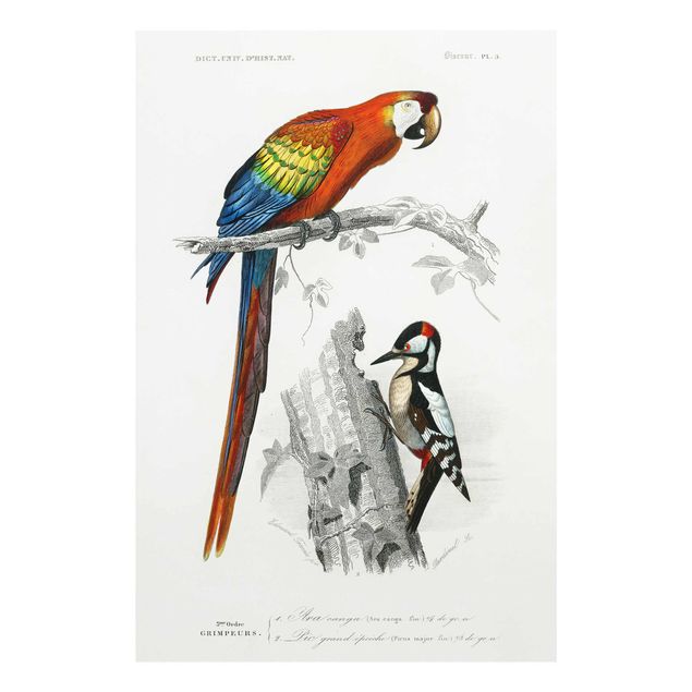 Quadro in vetro - Consiglio d'epoca pappagallo Blu Rosso - Orizzontale 2:3