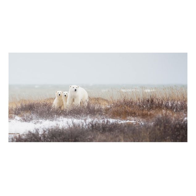 Quadro in forex - Orso polare e suoi cuccioli - Orizzontale 2:1