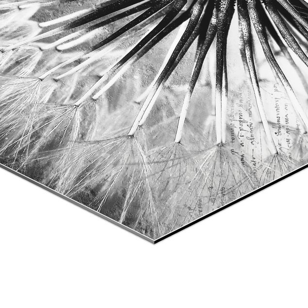 Esagono in Alluminio Dibond - Dandelion Black & White
