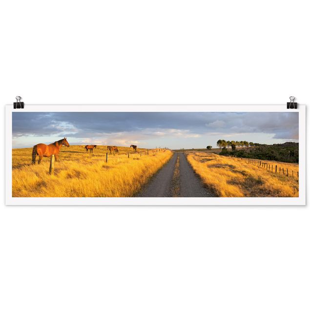 Poster - Field Road e cavallo in Evening Sun - Panorama formato orizzontale