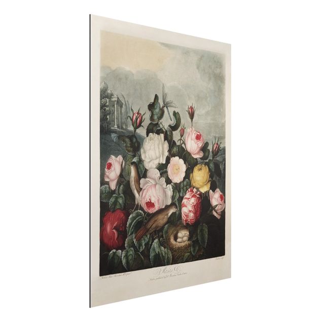 Stampa su alluminio spazzolato - Botanica Vintage Illustrazione di rose - Verticale 4:3