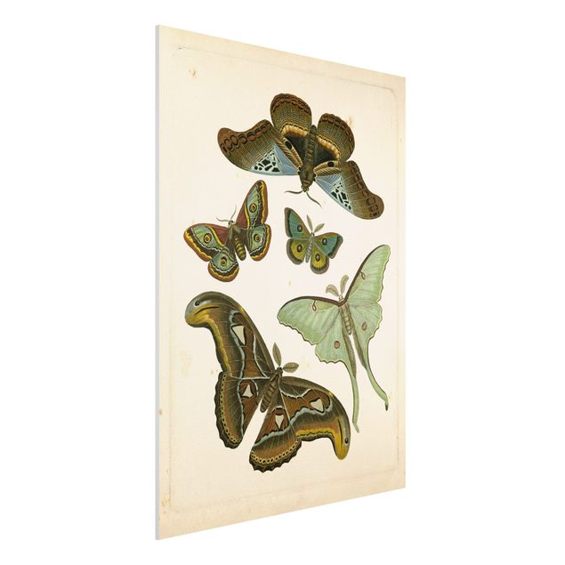 Quadri animali Illustrazione vintage Farfalle esotiche II