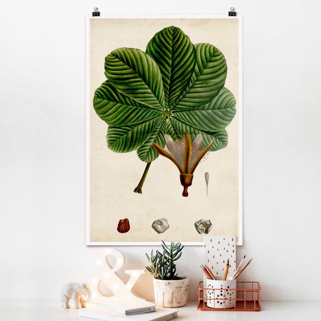 Poster illustrazioni Poster con piante caducifoglie II