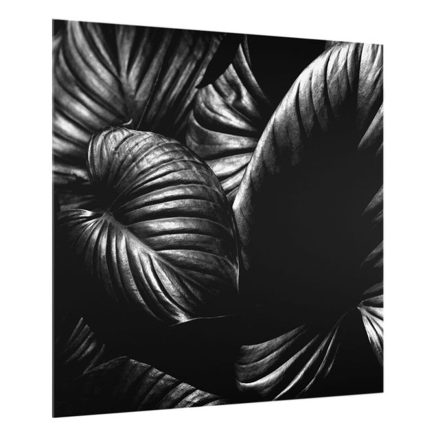 Paraschizzi in vetro - Botanica Hosta in bianco e nero - Quadrato 1:1