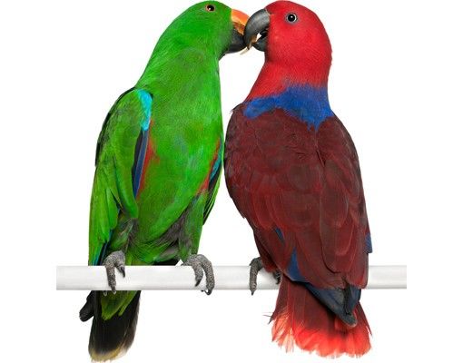 Adesivo murale no.645 Parrots In Love