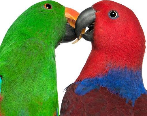Adesivo murale no.645 Parrots In Love