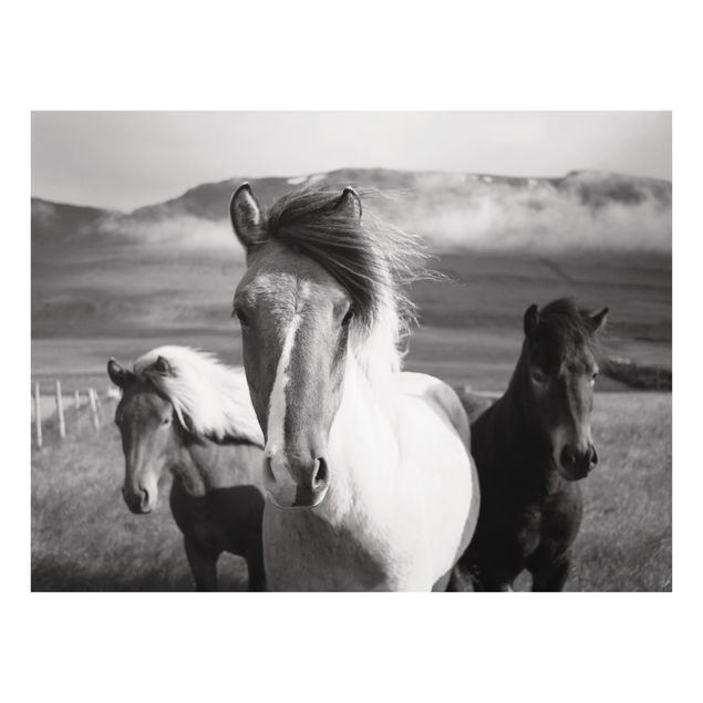 Paraschizzi in vetro - Cavalli selvaggi in bianco e nero - Formato orizzontale 4:3