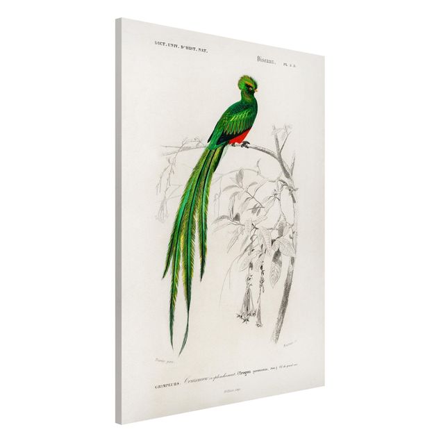 quadri con animali Bacheca Vintage Uccelli tropicali I