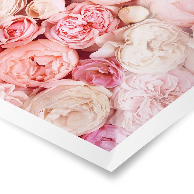 Poster - Rose Rose Coral Shabby - Quadrato 1:1