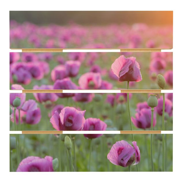 Stampa su legno - Viola di papavero Fiore prato in primavera - Quadrato 1:1