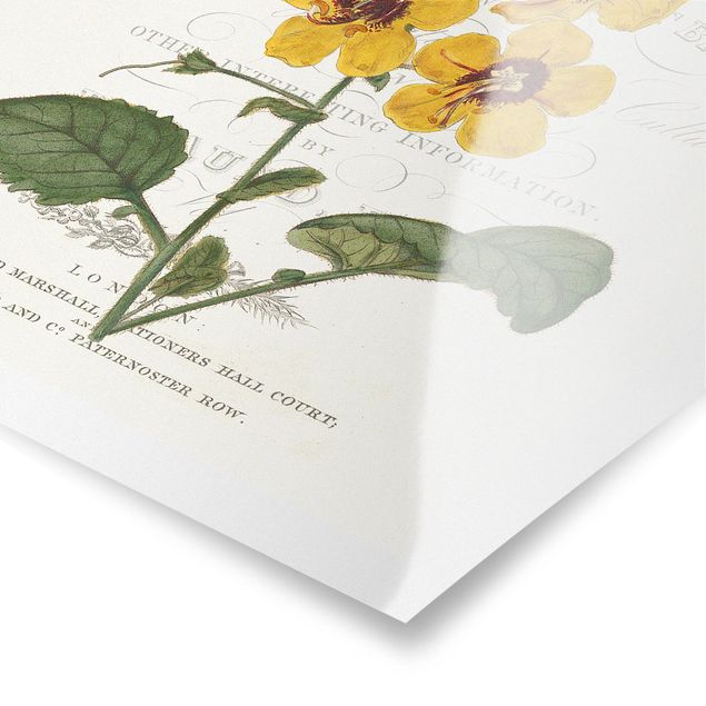 Poster - tableau botanico - Verbasco - Verticale 3:2
