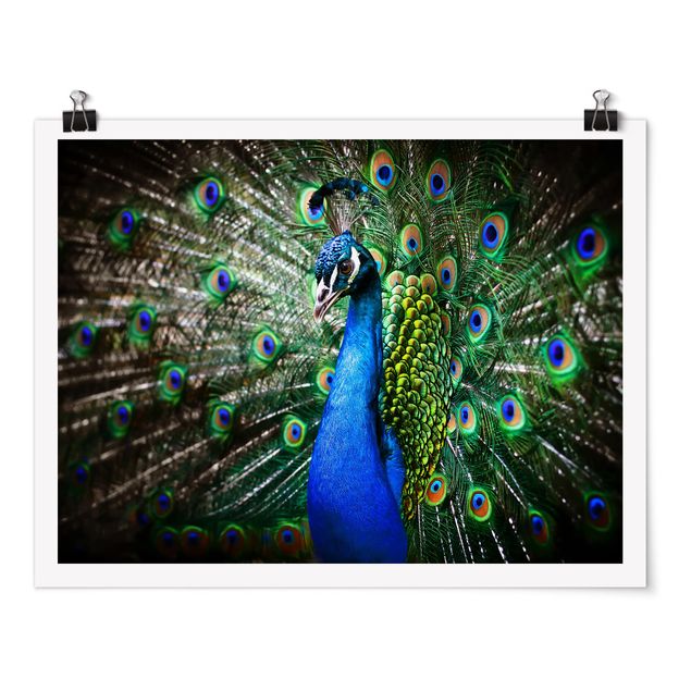 Poster - Peacock Noble - Orizzontale 3:4