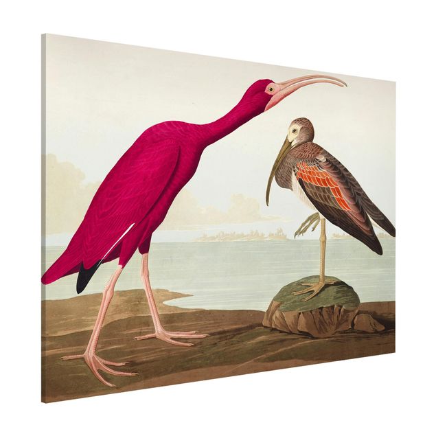 quadri con animali Bacheca Vintage Ibis rosso