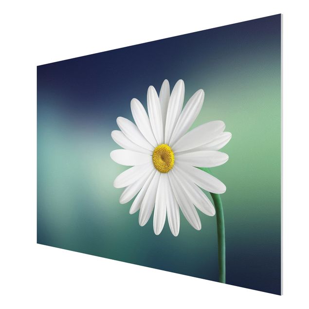Quadro in forex - Daisies Close Up - Orizzontale 3:2