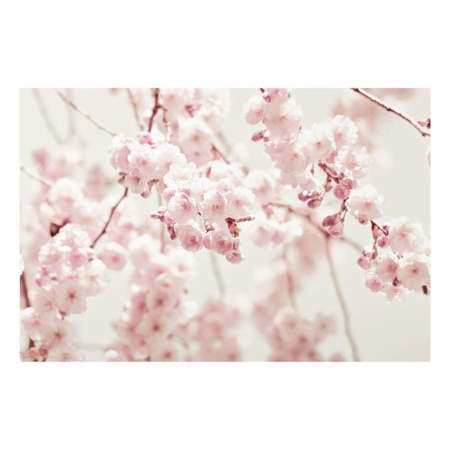 Paraschizzi in vetro - Danza di fiori di ciliegio - Formato orizzontale 3:2