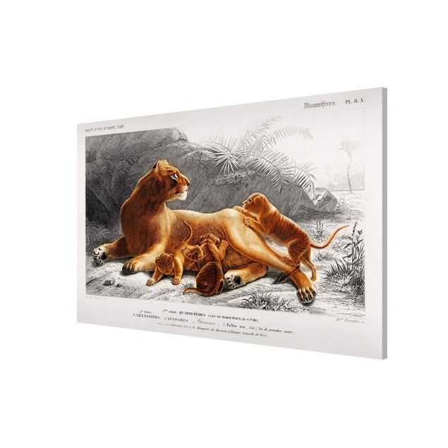 Lavagna magnetica - Vintage Consiglio Leonessa e Lion Cubs - Formato orizzontale 3:2