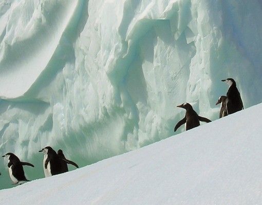 Cassetta postale Arctic Penguins 39x46x13cm