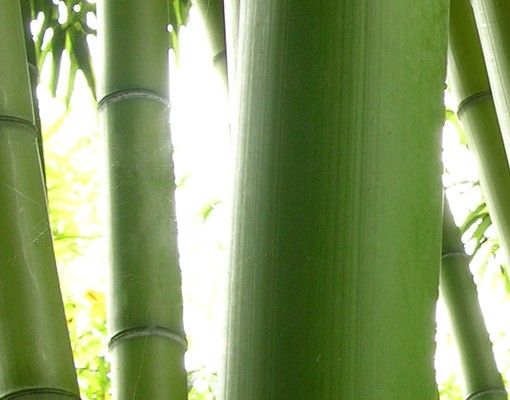 Cassetta postale Bamboo Trees no.2 39x46x13cm