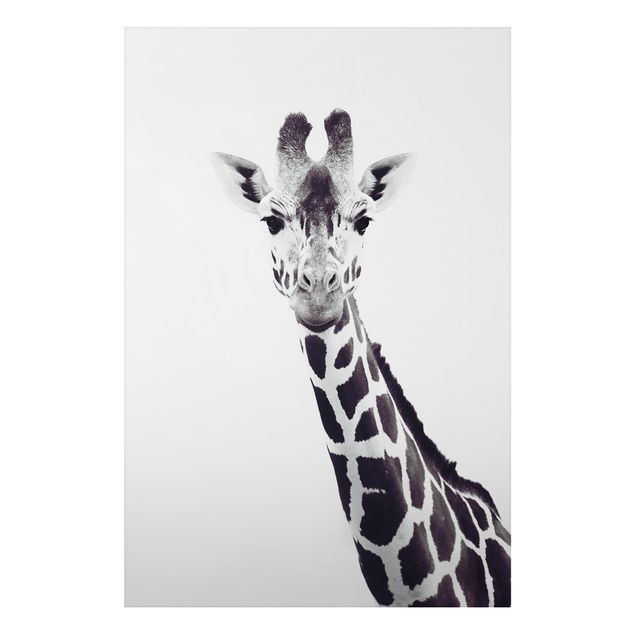 Stampa su alluminio - Ritratto di giraffa in bianco e nero