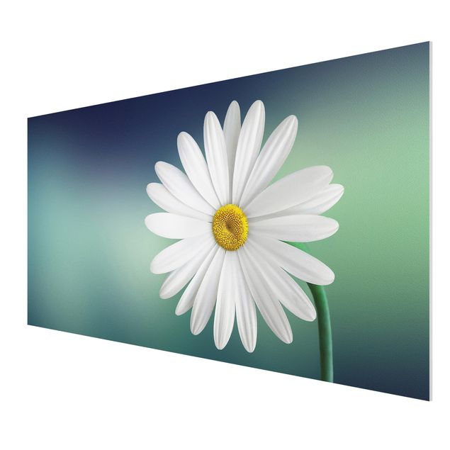 Quadro in forex - Daisies Close Up - Orizzontale 2:1