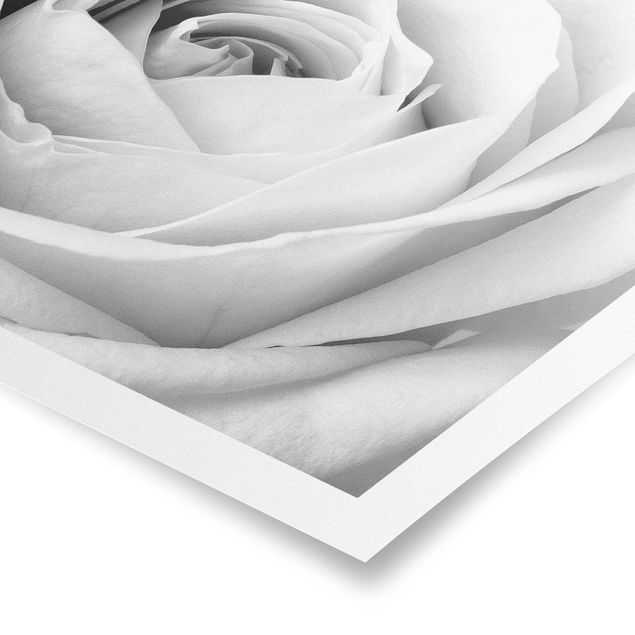 Poster - Close Up Rose - Orizzontale 2:3