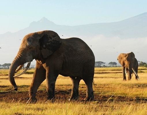 Cassetta postale Elephants In Front Of The Kilimanjaro In Kenya 39x46x13cm