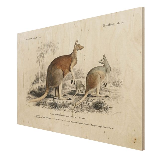 Stampa su legno - bordo Vintage Kangaroo - Orizzontale 2:3