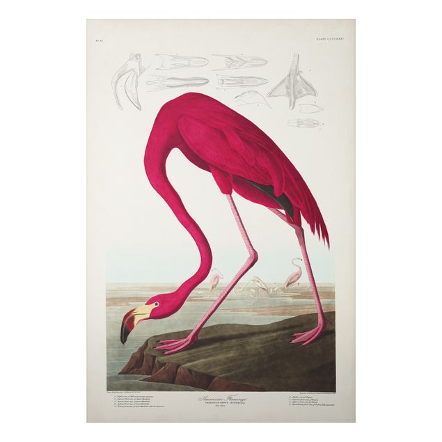 Stampa su alluminio spazzolato - Flamingo Consiglio American Vintage - Verticale 3:2
