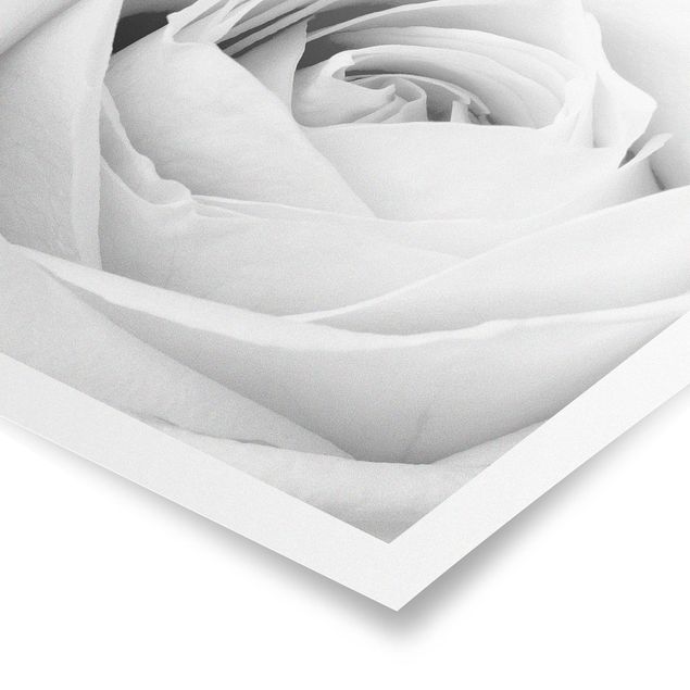 Poster - Close Up Rose - Quadrato 1:1
