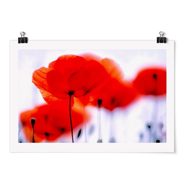 Poster - Magia Poppies - Orizzontale 2:3