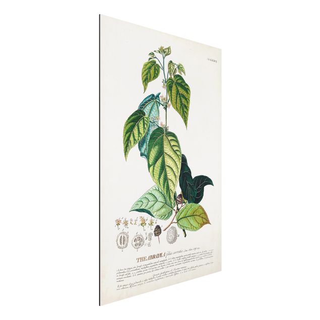 Stampa su alluminio spazzolato - Vintage botanica cacao - Verticale 3:2
