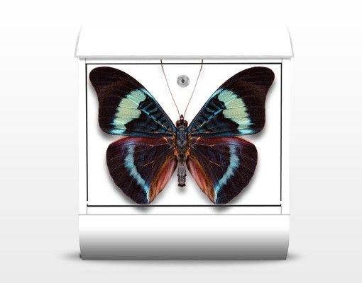 Cassetta postale Lepidoptera 39x46x13cm