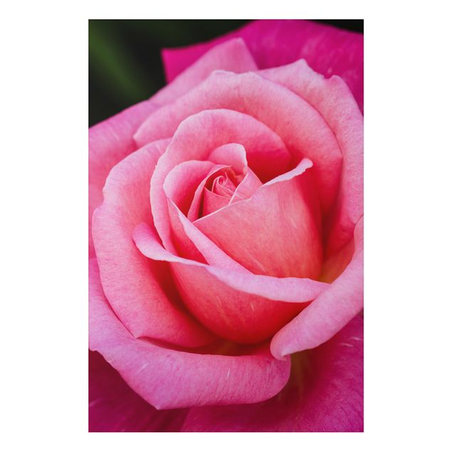 Stampa su alluminio spazzolato - Pink Rose Bloom di fronte al verde - Verticale 3:2