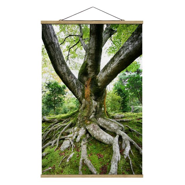 Foto su tessuto da parete con bastone - vecchio albero - Verticale 3:2