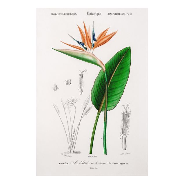 Stampa su Forex - Botanica illustrazione d'epoca Pianta tropicale III - Verticale 3:2