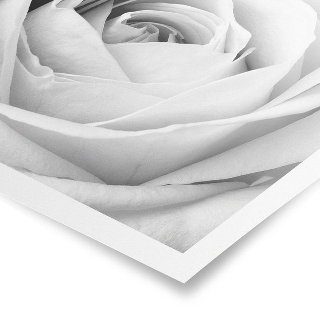 Poster - Close Up Rose - Orizzontale 3:4