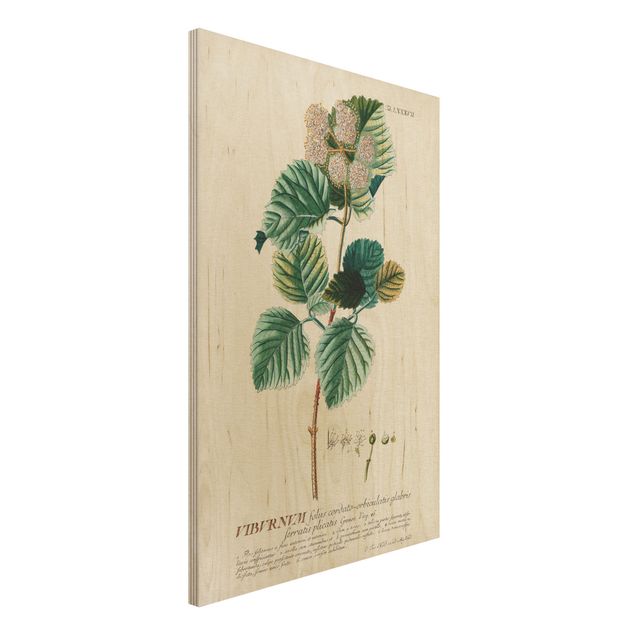 Stampa su legno - Vintage botanica Snowball - Verticale 3:2