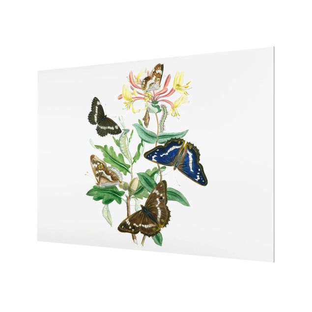 Paraschizzi in vetro - British Butterflies IV