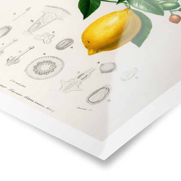 Poster - Botanica Vintage Illustrazione Di Limone - Verticale 4:3