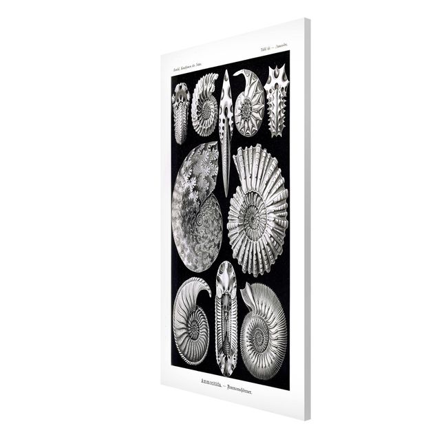 Lavagna magnetica nero Bacheca Vintage Fossili in bianco e nero