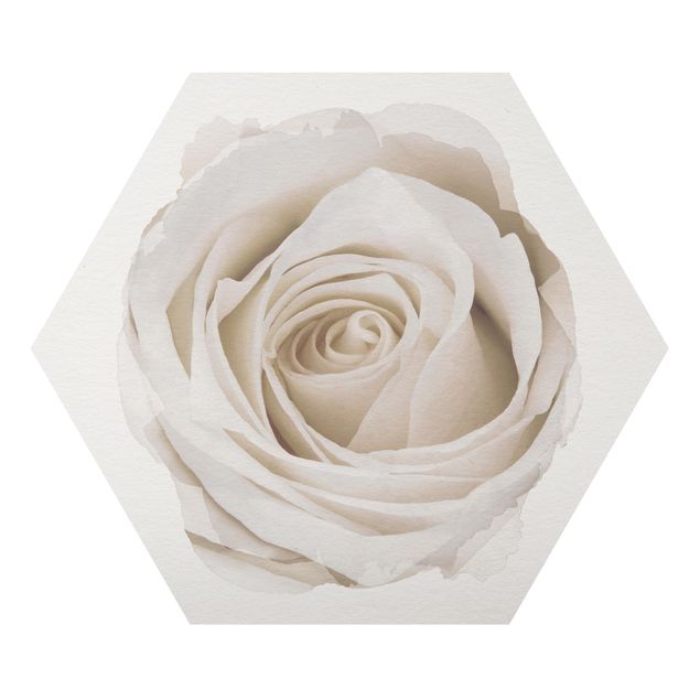 Esagono in Alluminio Dibond - Acquarelli - Pretty White Rose